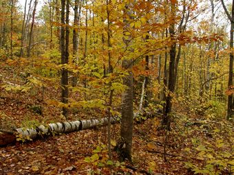 Větší verze po kliknutí. Cestou na vrchol hory Mont-Termblant, Kanada (9. 10. 2007)