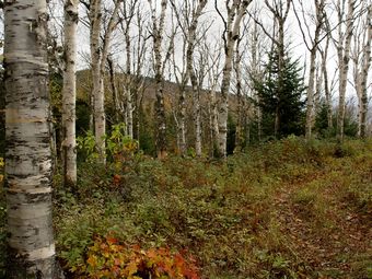 Větší verze po kliknutí. Cestou na vrchol hory Mont-Termblant, Kanada (9. 10. 2007)
