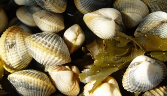 Větší verze po kliknutí. Normandie a Bretaň, srpen-září 2008
