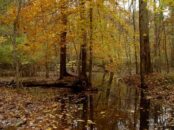 Větší verze po kliknutí. Mather Gorge na řece Potomac, USA - v lesích okolo (konec října 2009)