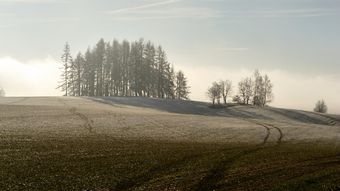 Větší verze po kliknutí. Námraza na Viničkách, Vojnův Městec (21.12. 2013)